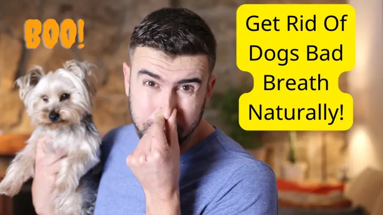 Fresh Breathies | Get Rid Of Bad Doggy Breath Naturally!